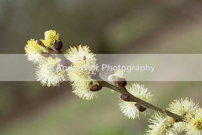 20120311-_MG_9388 - Plants and Flowers