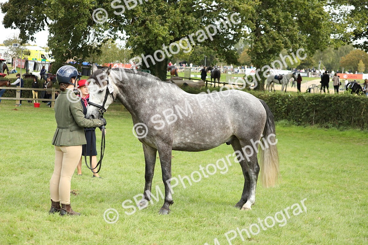 SBM_65482 - S47 - Mountain & Moorland In Hand Large Breeds