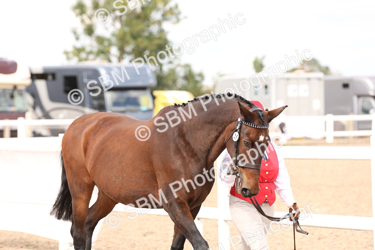 SBM_15325 - Class 210- IH Show Horse