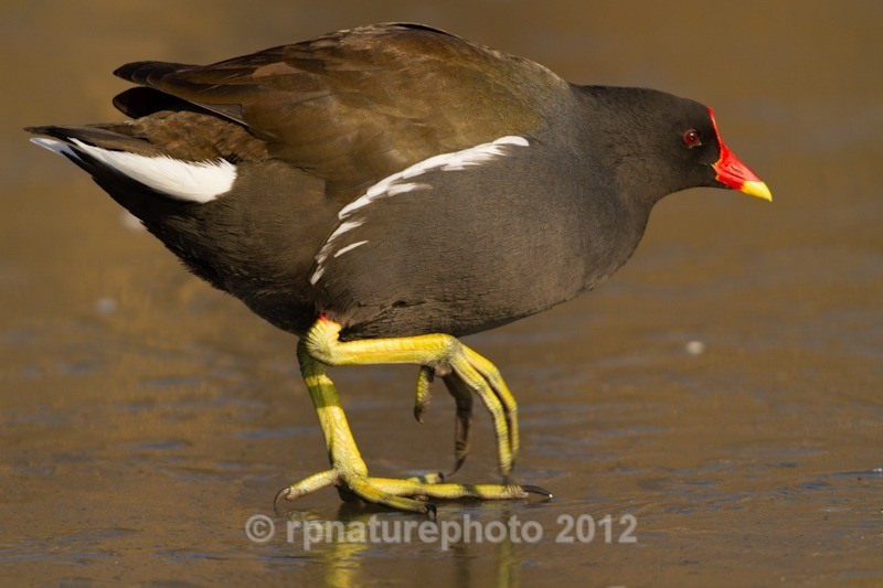 Moorhen - Gallinula chloropus RPNP0691 - Birds
