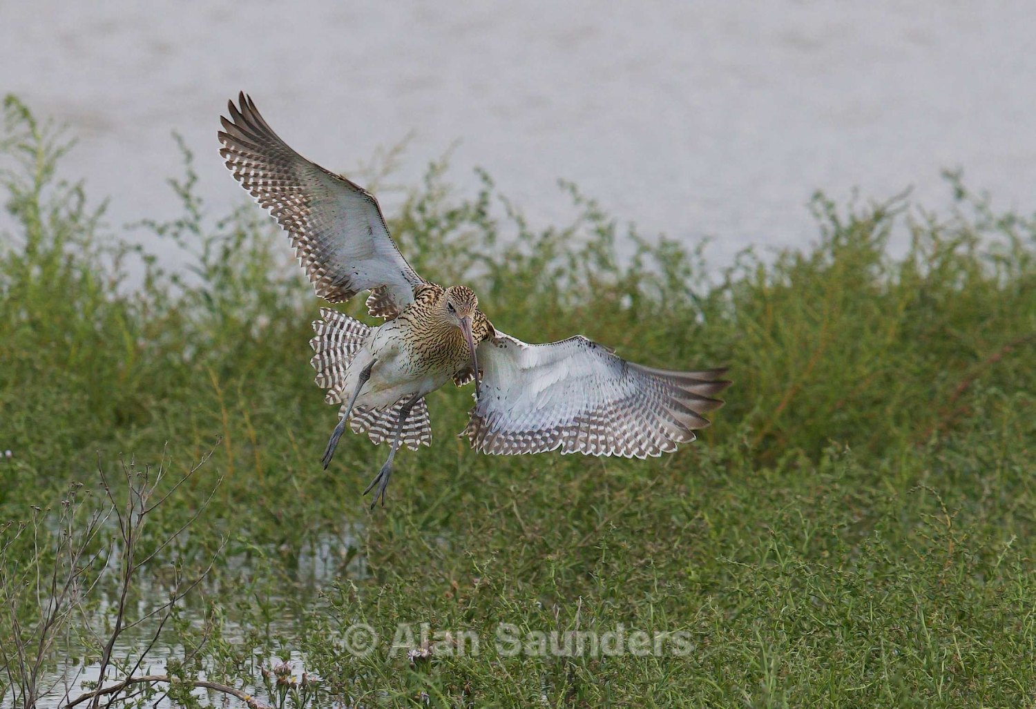 Eurasian Curlew 10
