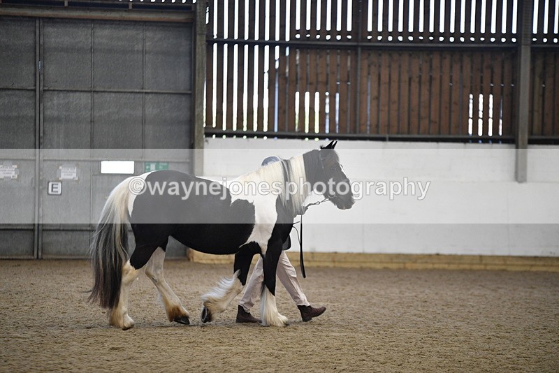 WJ5_5484 - Class 8 In hand cob