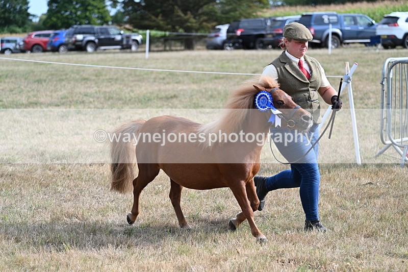 WJ7_8137 - In-hand Championship