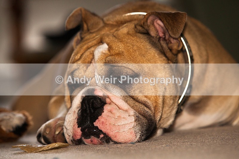 20130224-_MG_2695 - Pets