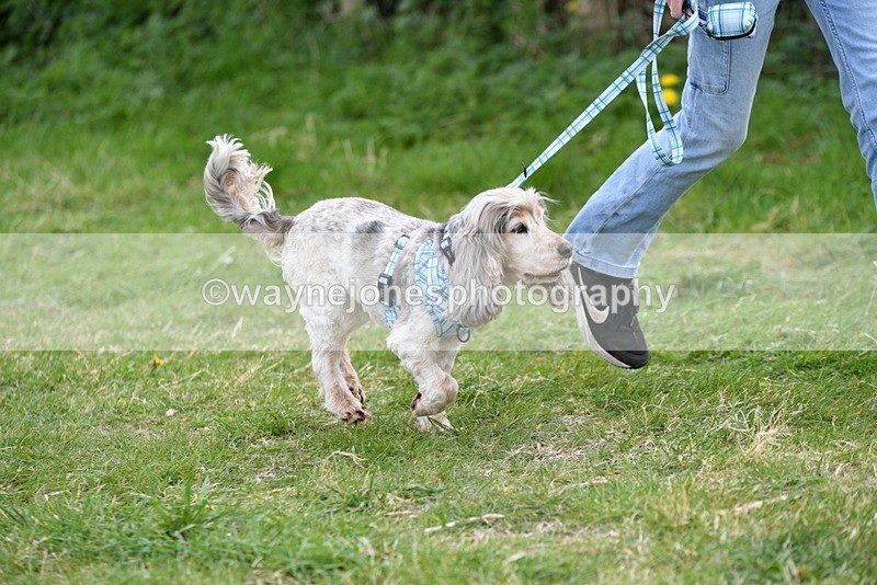 WJ5_0101 - Class 5 Best Veteran / 7 years & over