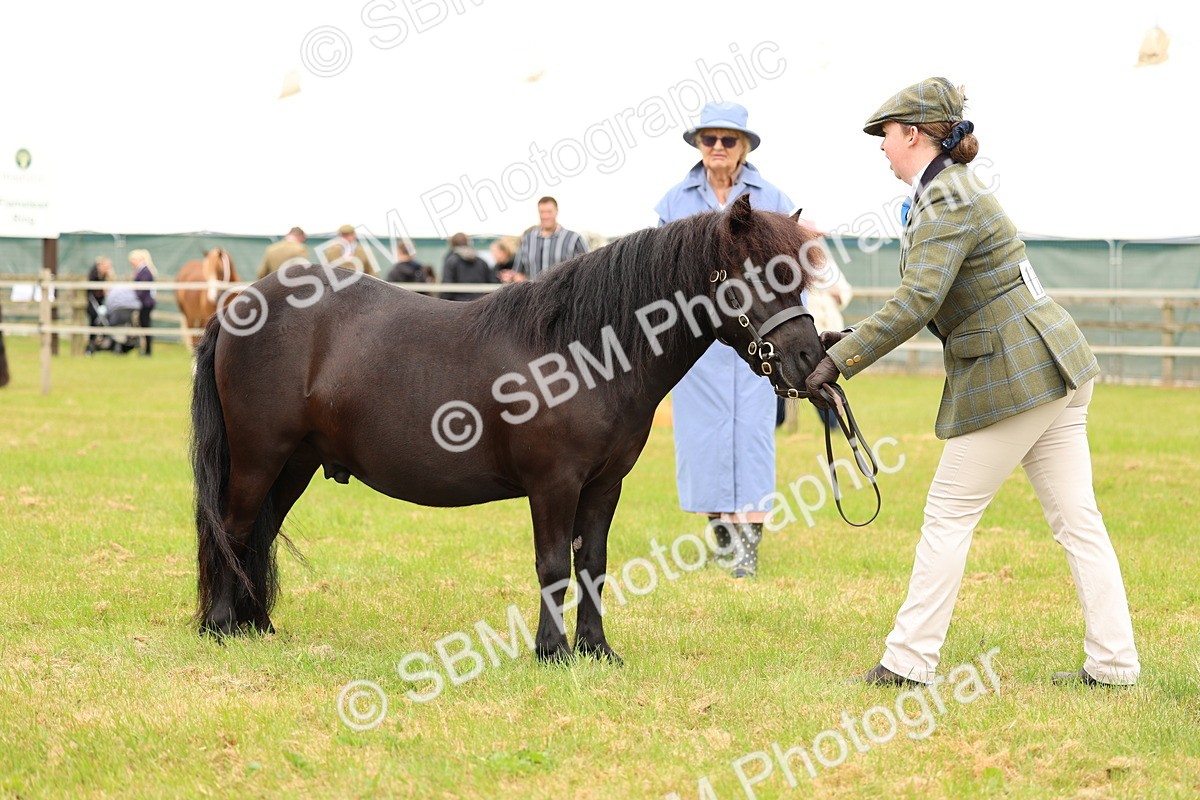 SBM_04331 - Class 64-67 - Shetland Pony In Hand