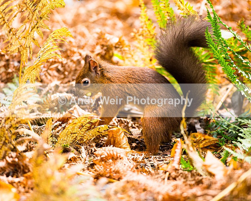 20131001-3K8A6414 - Red Squirrel