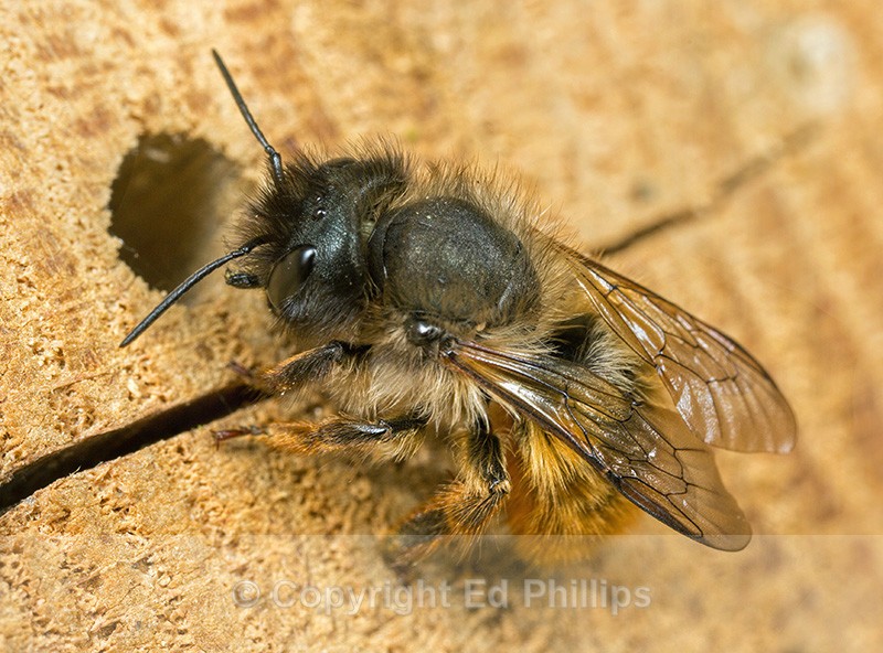Osmia bicornis (f) - Osmia bicornis (rufa)