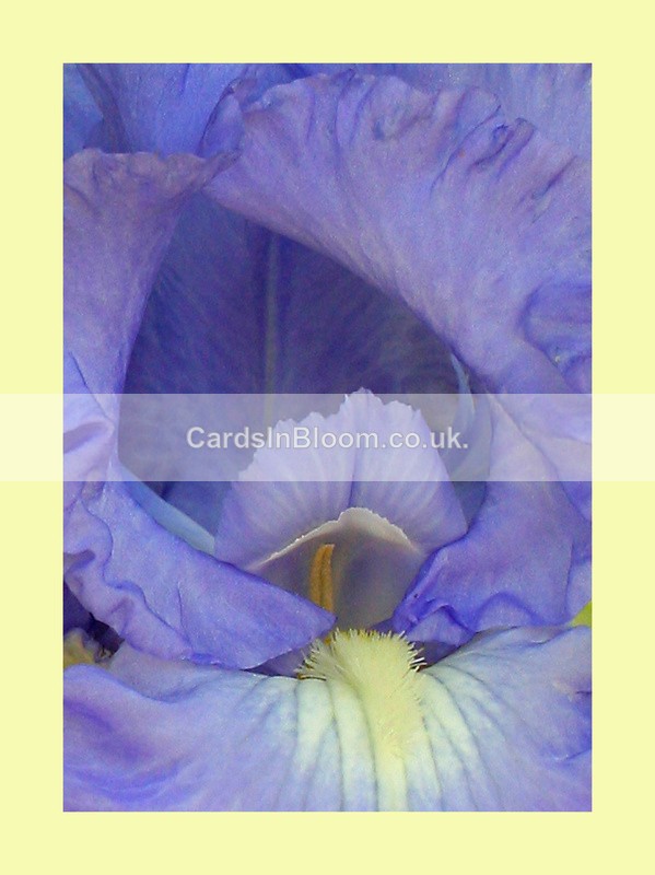 002  Bearded Iris - IRIS EXHIBITION