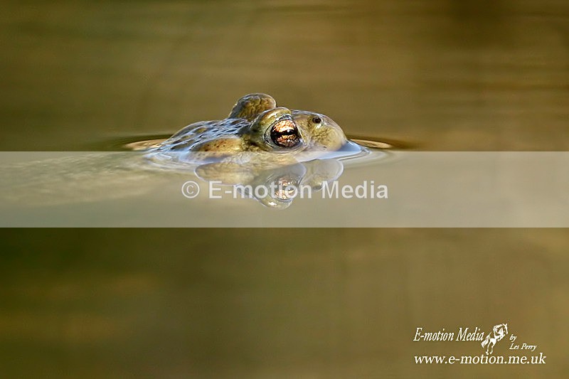 Toad 210314 257b - Nature