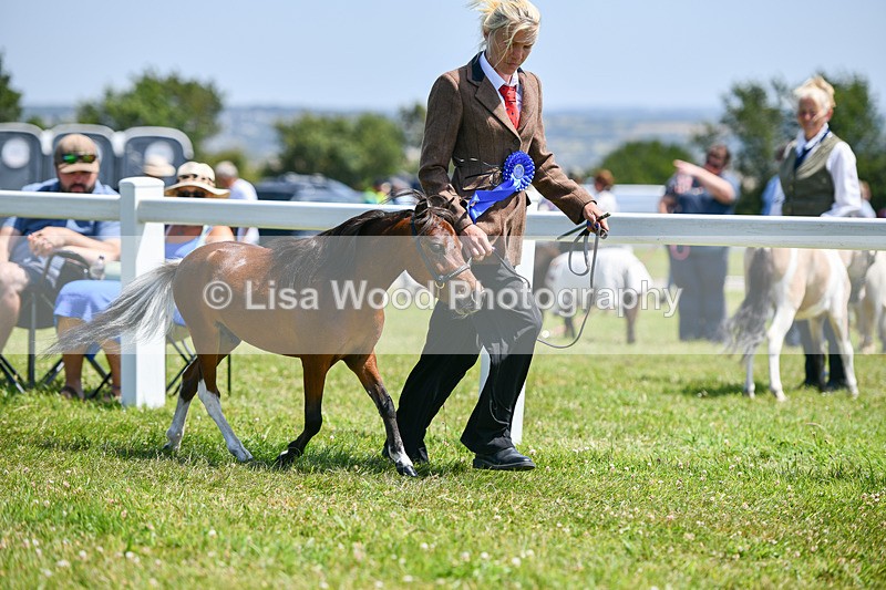 DSC_7265 - Miniature Horse Championship