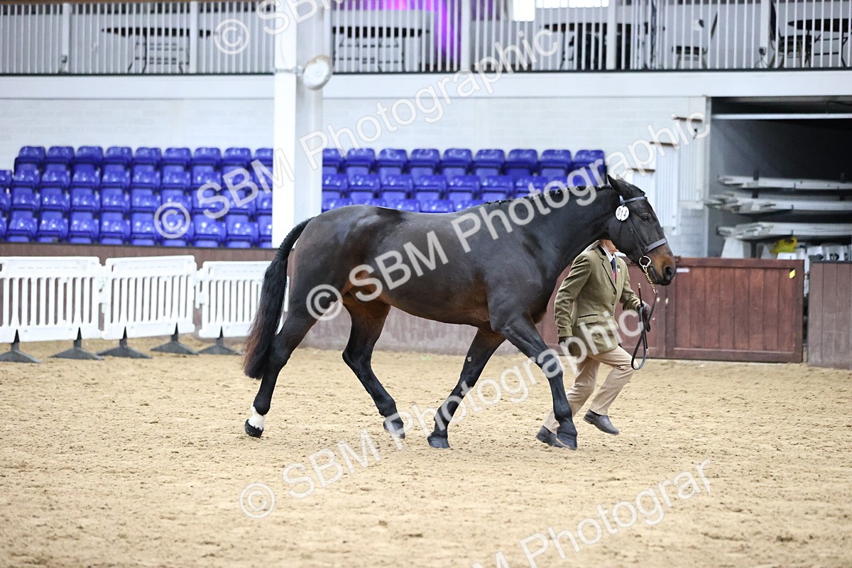 SBM_5749 - Class 3 - BSHA In Hand Show Hunter