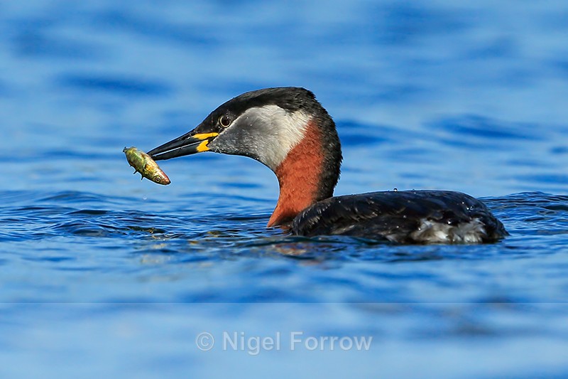 Red-necked Grebe with fish, Farmoor Reservoir - Red-necked Grebe