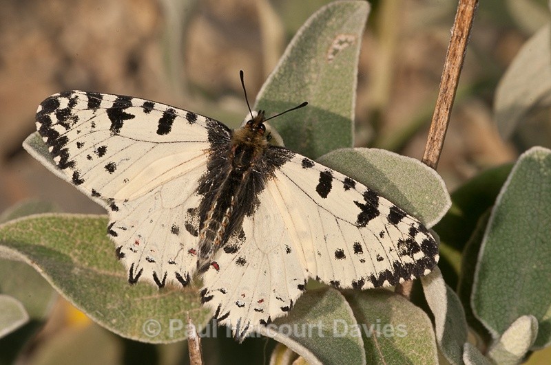 Cretan Festoon (Allancastria cretica) - Bugs: Butterflies