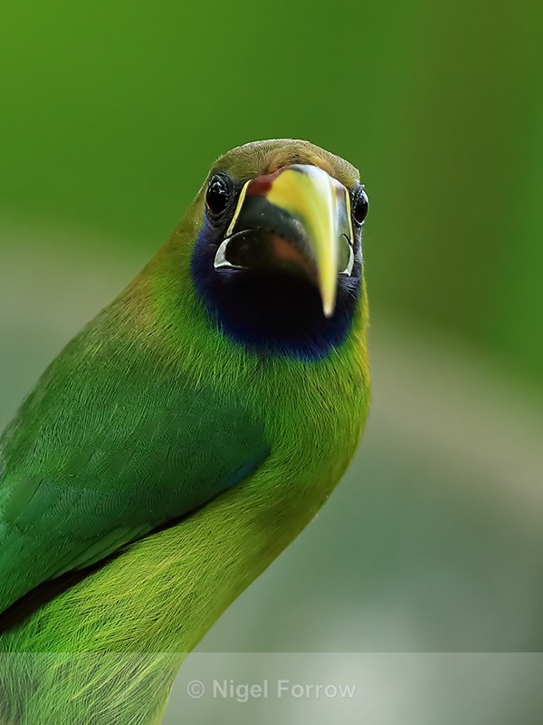 Emerald Toucanet close-up at feeder, Buena Vista, Costa Rica - Northern Emerald Toucanet