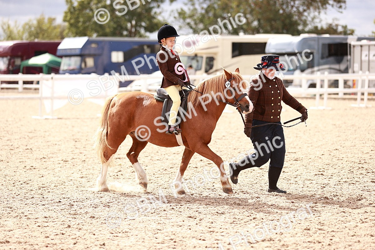 SBM_18353 - Class 417 - Handsome Gelding (IH or Ridden - JNR)
