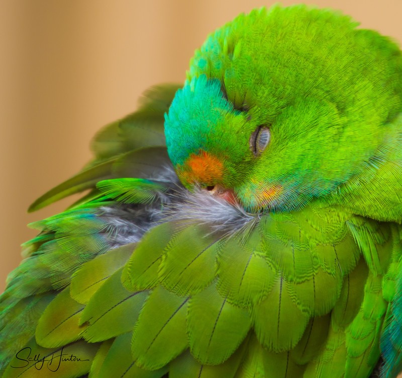 Green Parrot 3