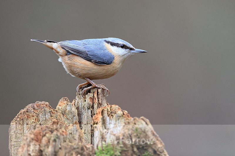 Nuthatch perched side view, Otterbourne, Hampshire - Nuthatch