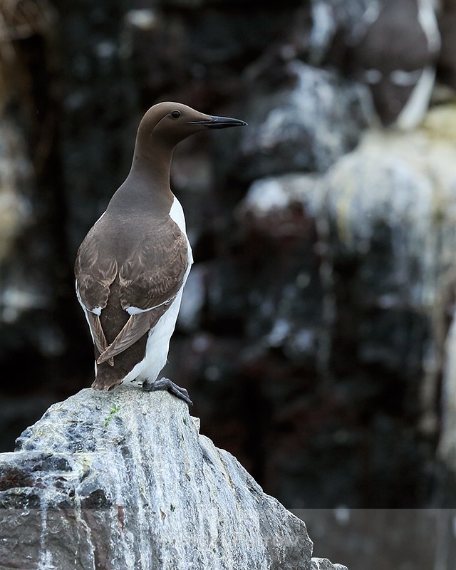Guillemot perched on rock, Farne Islands - Guillemot