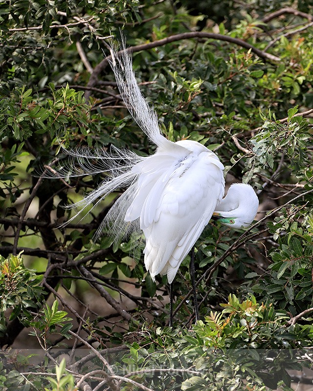 Great Egret breeding feathers blowing, Venice Rookery, Florida - Great Egret