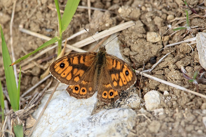 Wall butterfly (male) basking, Dorset - INSECTS