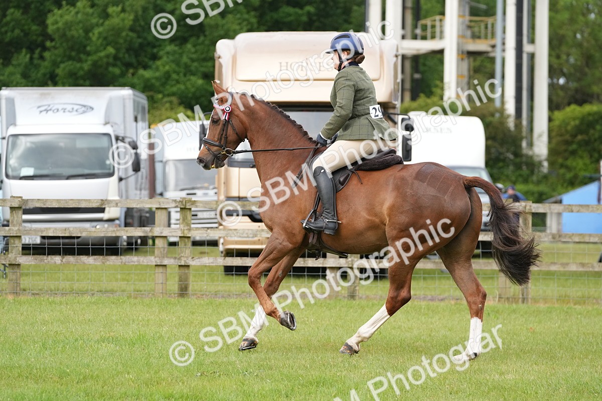 SBM_10609 - Class 97-98 - LIHS BSHA Rising Star Working Show Horse Hunter