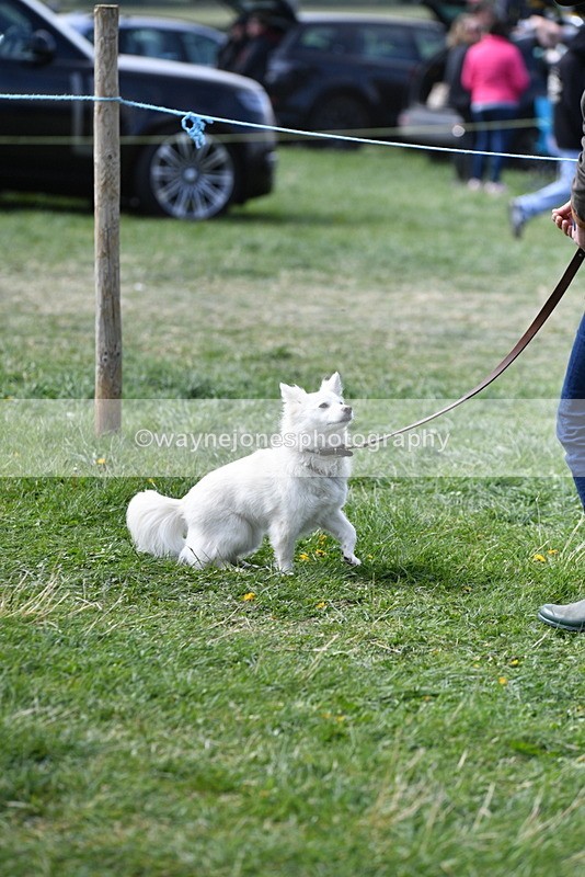 WJ5_0806 - Best in Show Championship