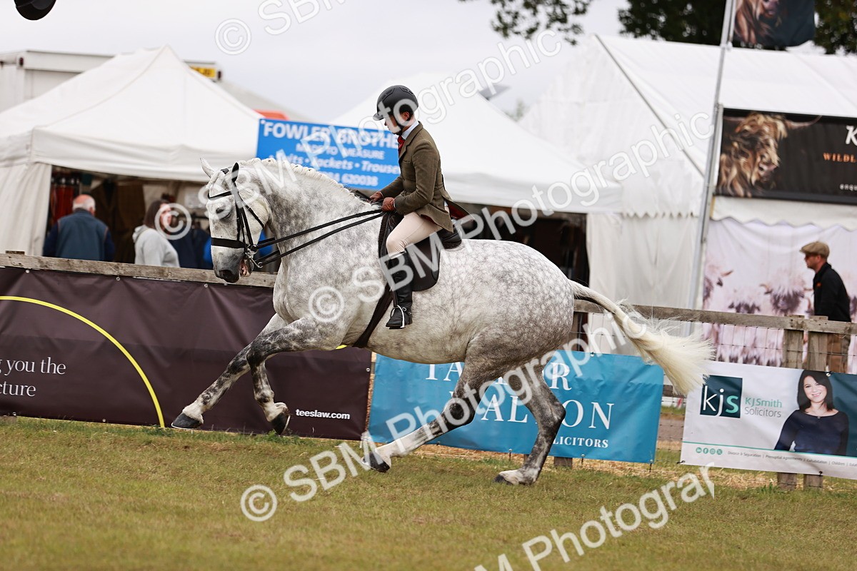 SBM_10938 - Class 81-84 - RIHS Ridden hunters Inc Ladies Hunter