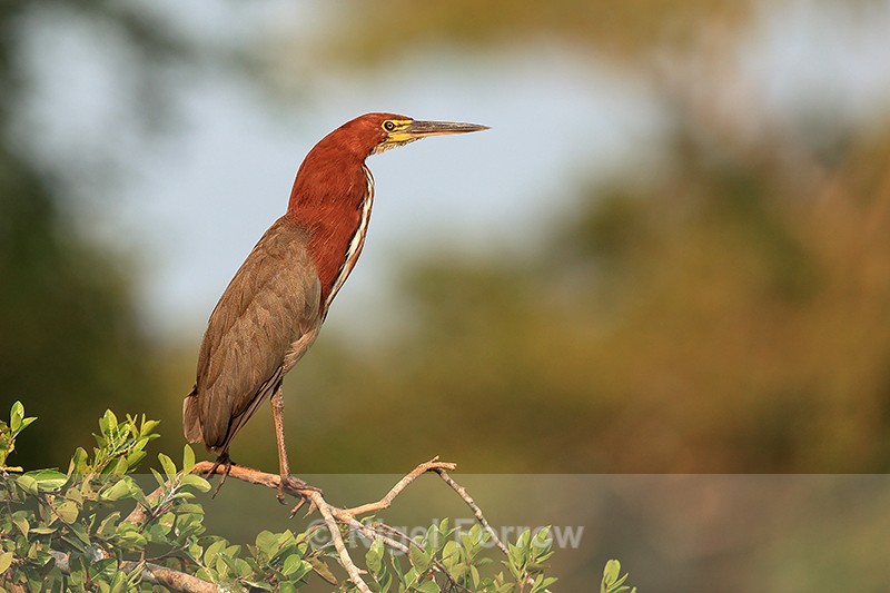 Rufescent Tiger-heron (adult) perched, Corixo Negro, Brazil - Rufescent Tiger-heron