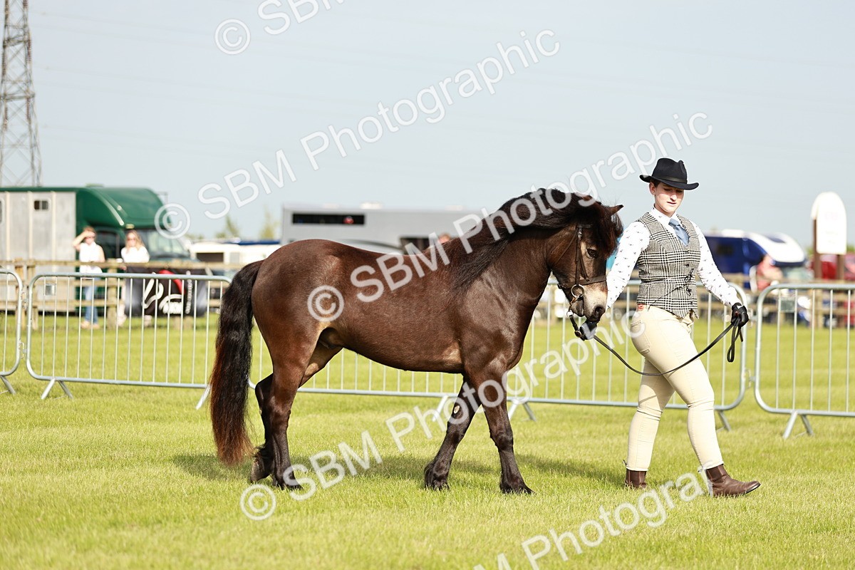 SBM_00385 - Class 14-23 - Mountain & Moorland In Hand Non Welsh