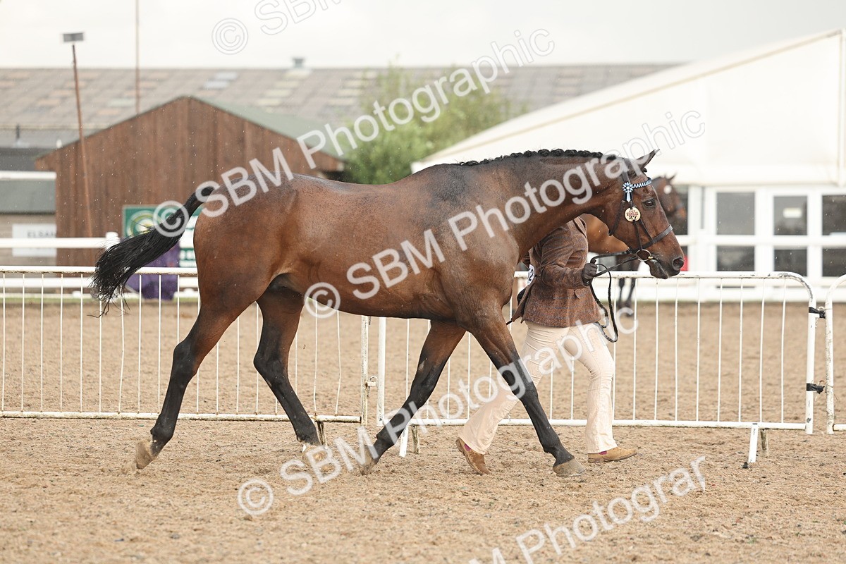 SBM_07755 - Class 27 - IH Competition Horse/Pony