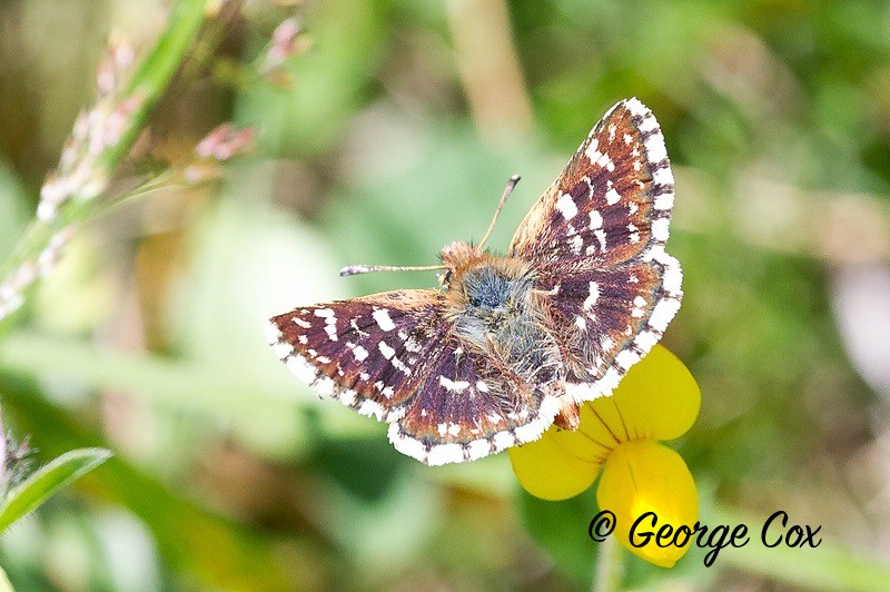 red underwing skipper pyrenees