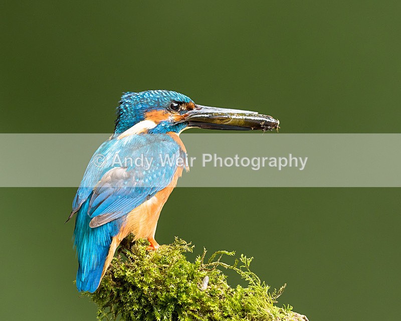 20150717-8E0A0103 - Kingfisher