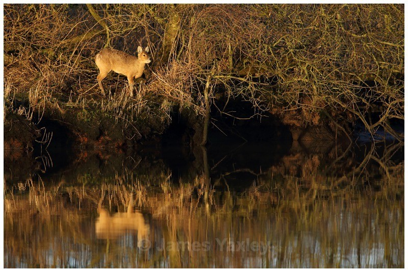 Water Margins - A Tale of the Marshes - River Scrape & Lake