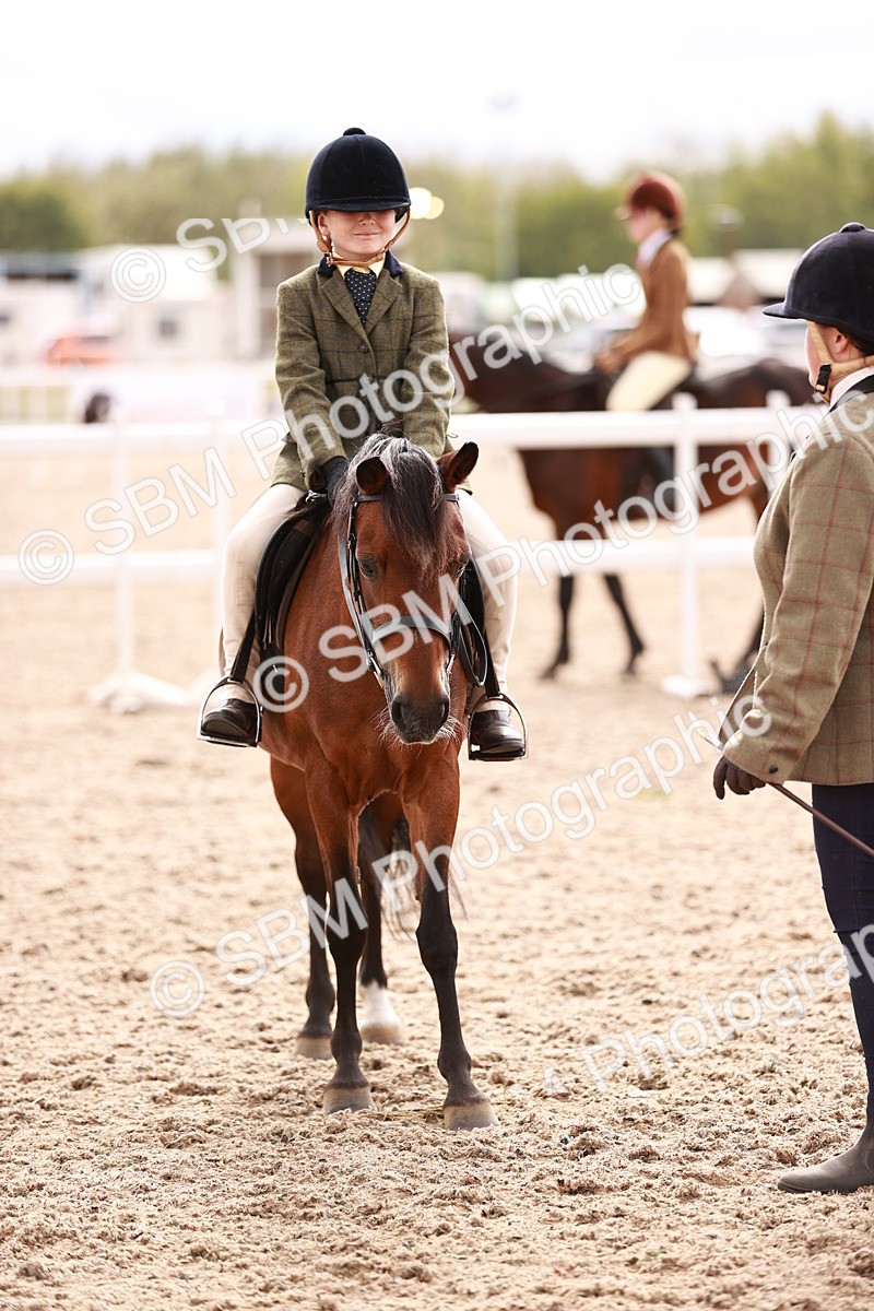 SBM_18253 - Class 416 - Prettiest Mare (IH or Ridden)Jnr