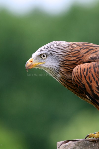 Red Kite _AGT048 - Farm & Zoo Animals