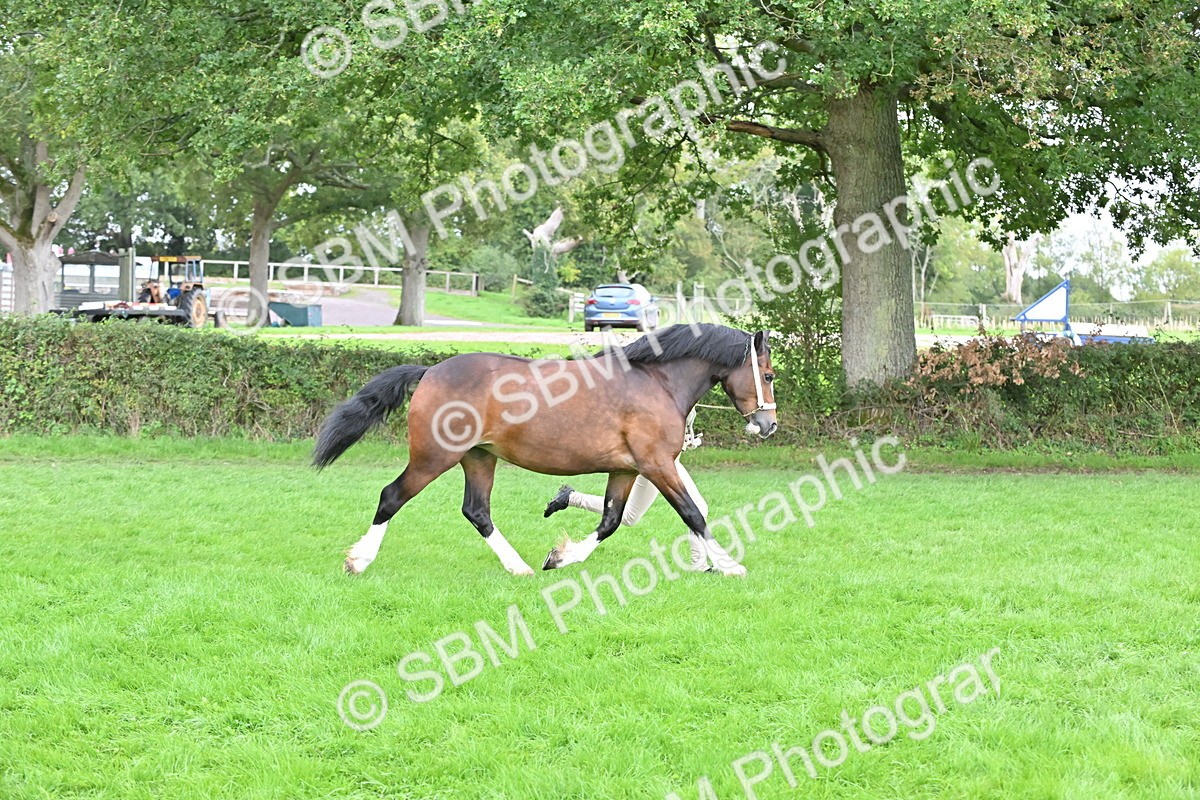 SBM_63258 - S49 - Mountain & Moorland In Hand Large Breeds
