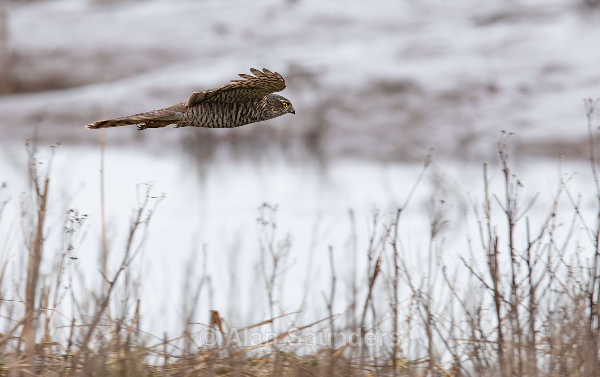 Eurasian Sparrowhawk 4