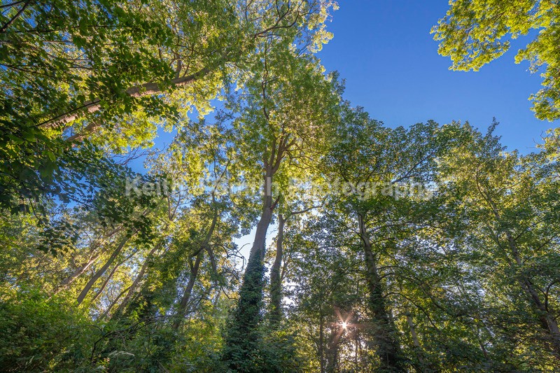 9SKJ8776 - Trees in Abington Park