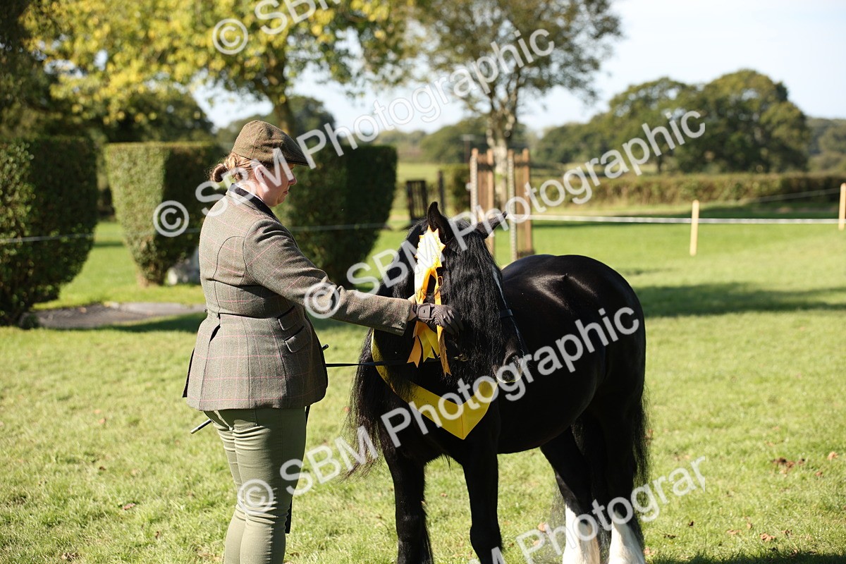 SBM_36686 - S10 - Best In Hand Horse & Pony