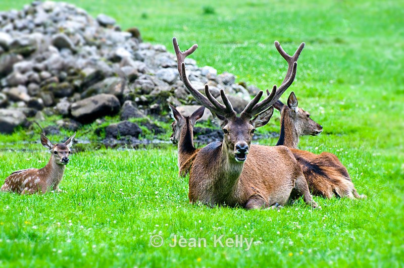Deer - 9618 - Deer