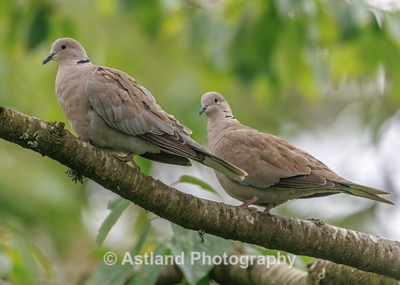 Collared Dove - Latest Images