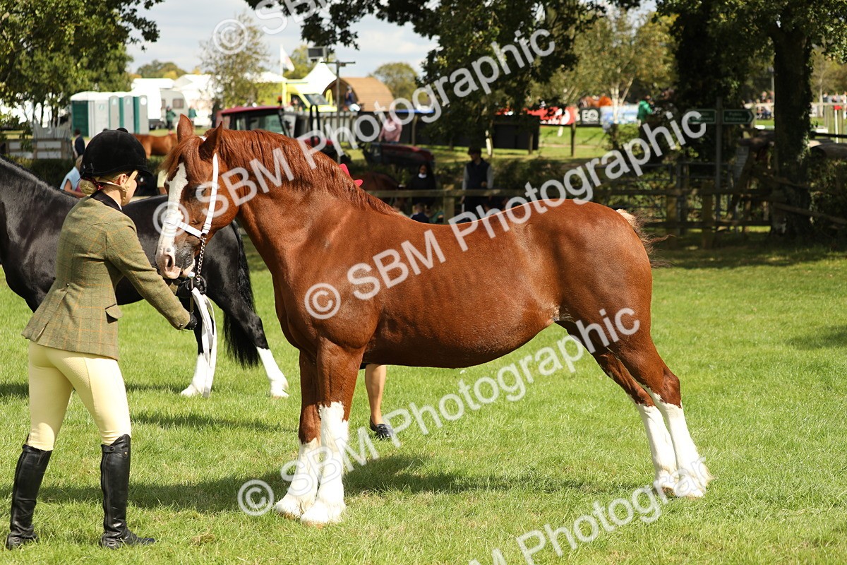 SBM_65403 - S47 - Mountain & Moorland In Hand Large Breeds