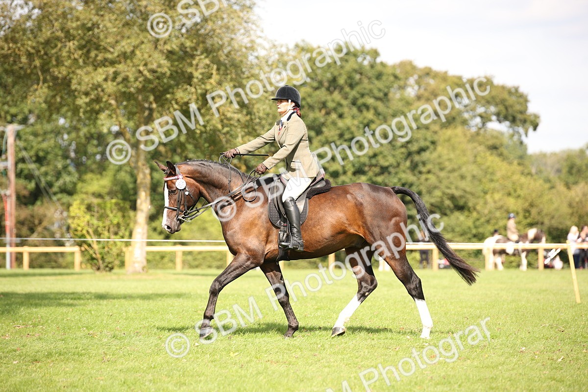 SBM_65935 - S64 - Riding Horse & Hack & Thoroughbred Ridden
