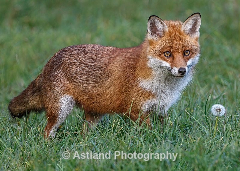 Astland Photography, Bird and Wildlife Images, Susan and Peter Wilson, U.K.