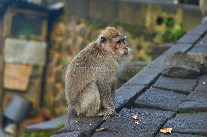 0625_118 - Bali