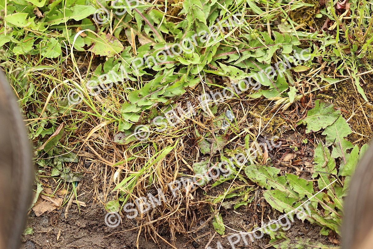 SBM_000913 - Class 4 - N4
