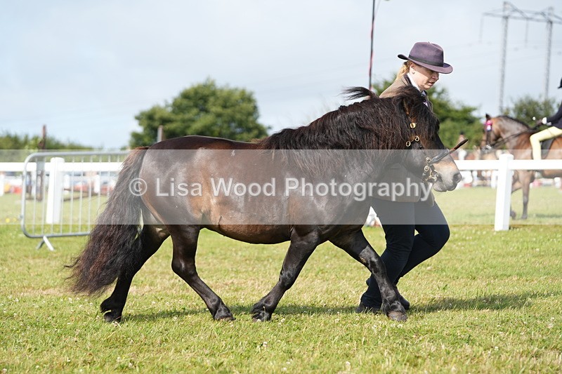 DSC05187 - Class 49: NPS Shetland 4 years and over