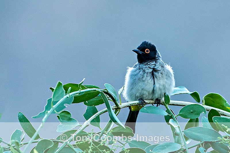 African Red-eyed Bulbul - The Hoanib