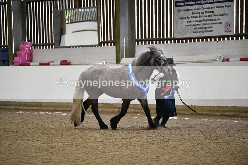 WJ5_5873 - Morning in hand Championship